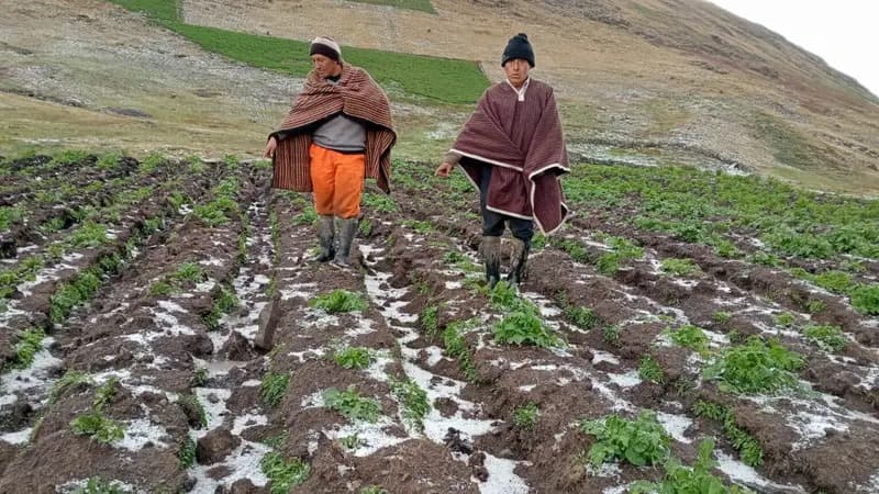 Seguro agrícola indemniza a más de 120 mil agricultores