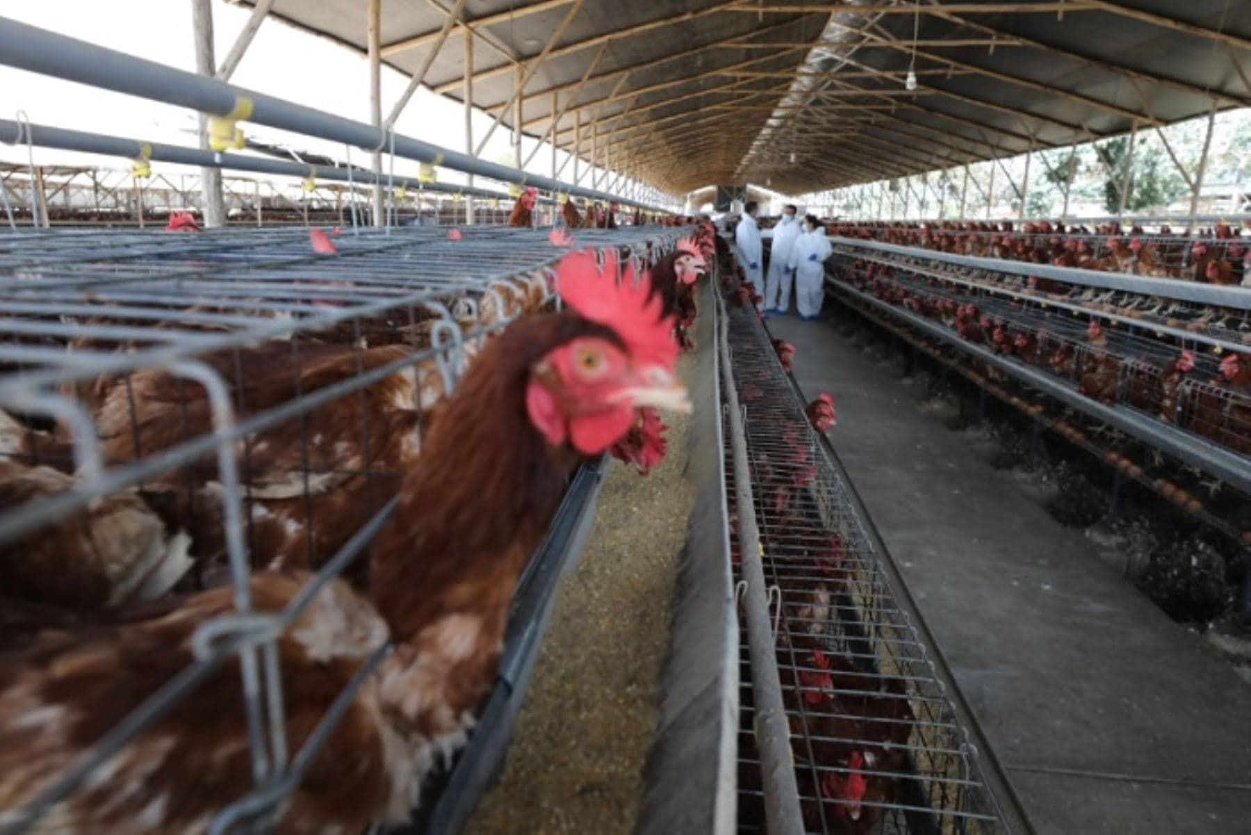 Perú en alerta ante probables casos humanos de gripe aviar