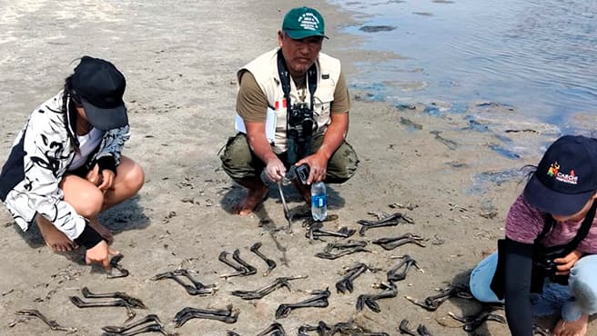 Detectan caza ilegal de crías de flamencos