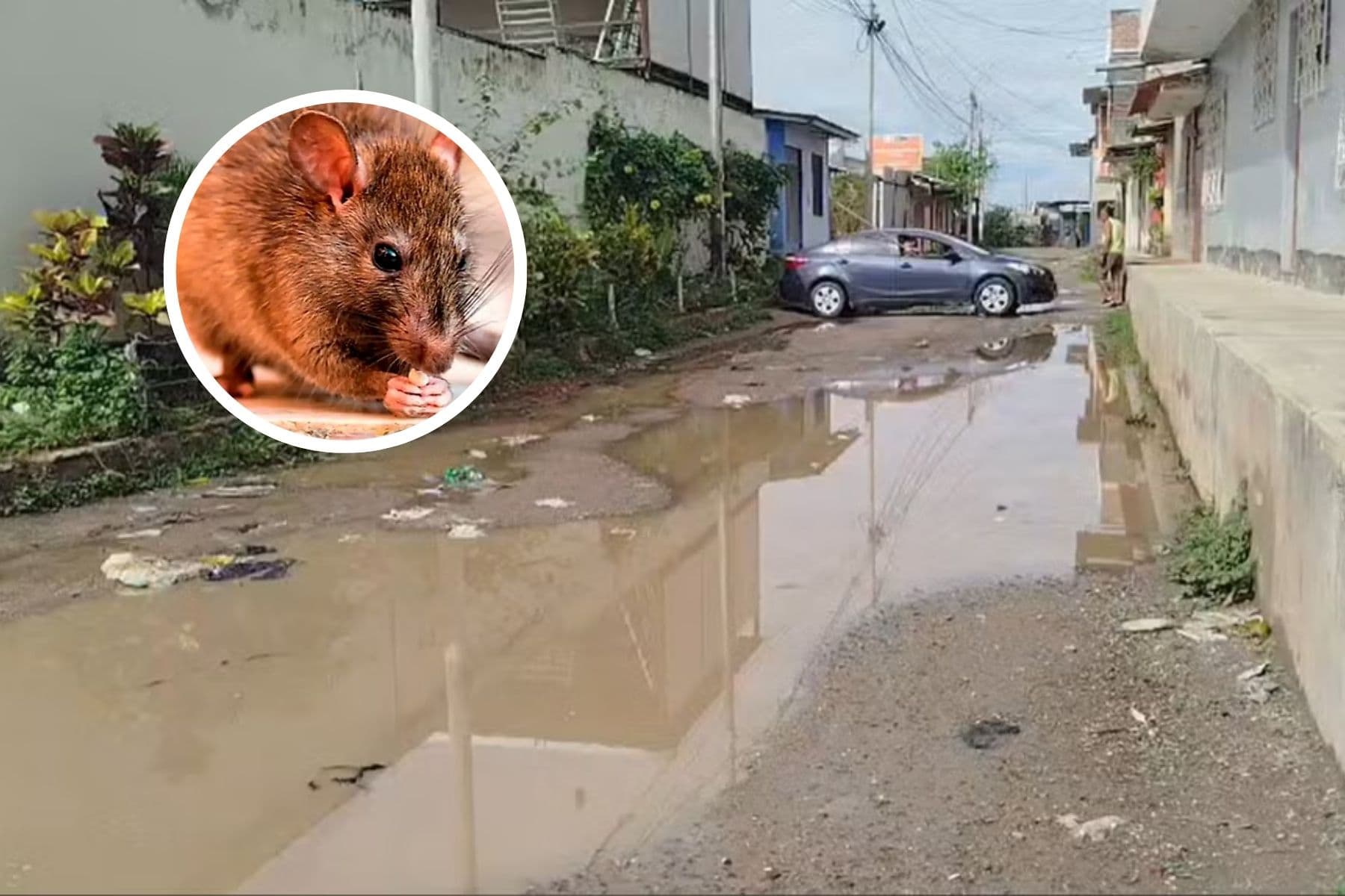 Emiten alerta epidemiológica por aumento de leptospirosis