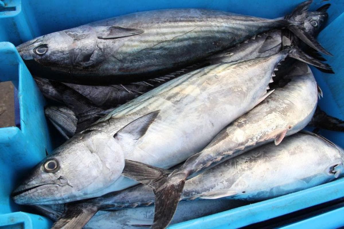 Crece consumo de pescado en el país