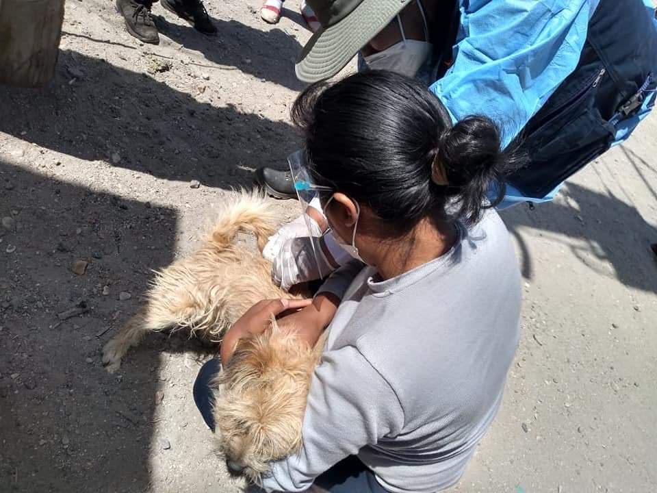 91 canes fueron vacunados contra la rabia