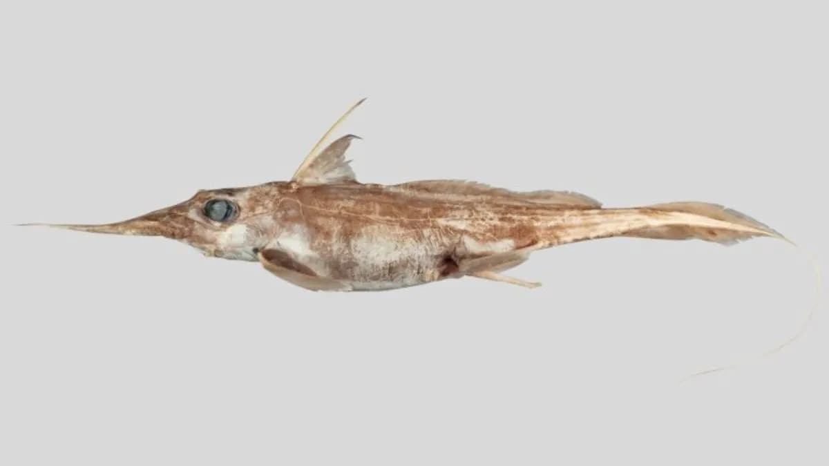 Hallan nueva especie de tiburón fantasma