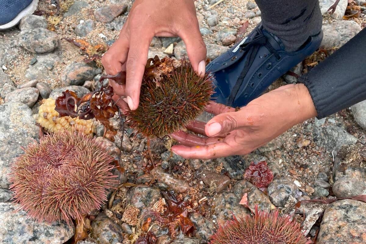Pescadores denuncian pesca ilegal de erizos en Chaparra
