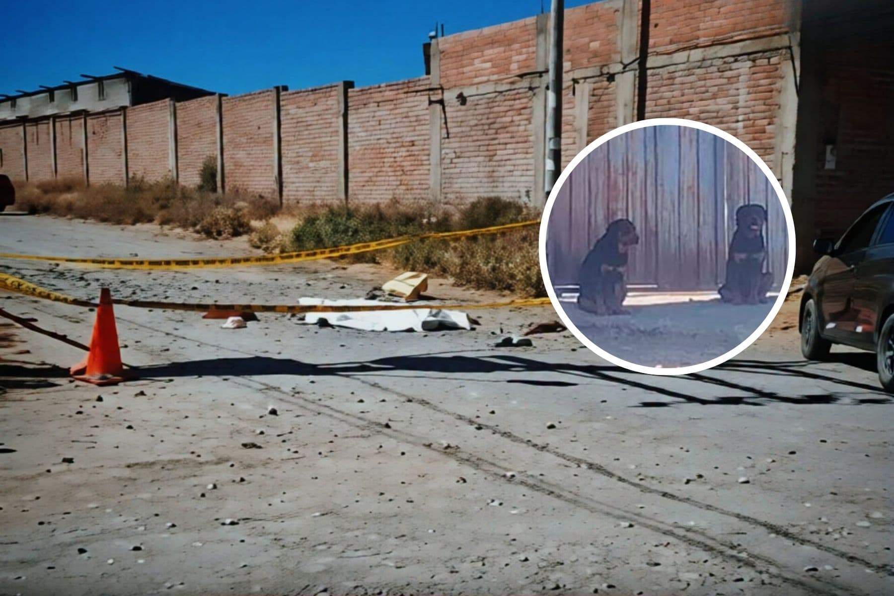 Propietaria de rottweilers fue detenida tras muerte de adulta mayor