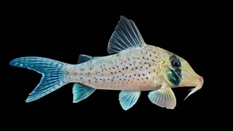 Descubren una nueva especie de pez única en Loreto