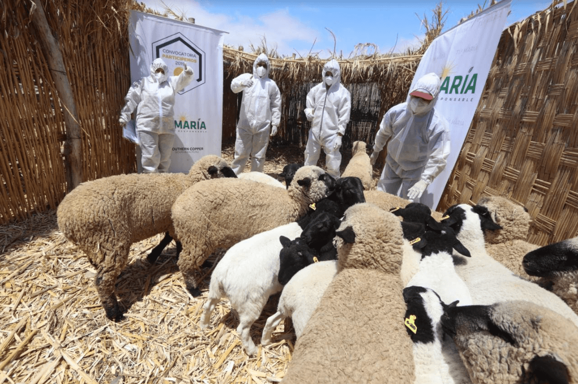 Isleños con mayor interés por “capital semilla” de Tía María
