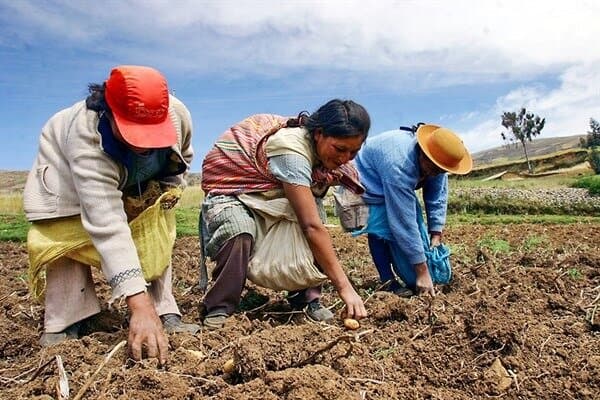 Pequeños productores pueden tener acceso a seguro agrícola