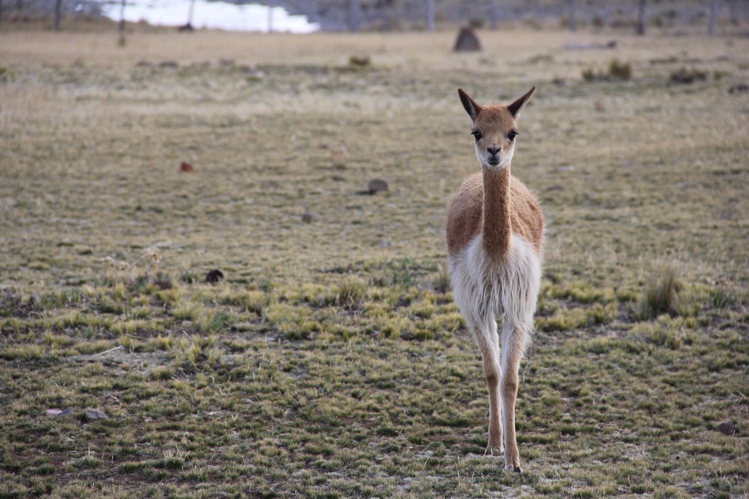 Cacería furtiva: encuentran 50 vicuñas muertas