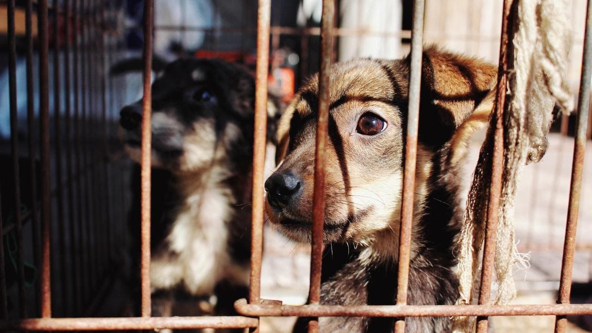 Maltrato animal se sanciona hasta con 3 años de prisión