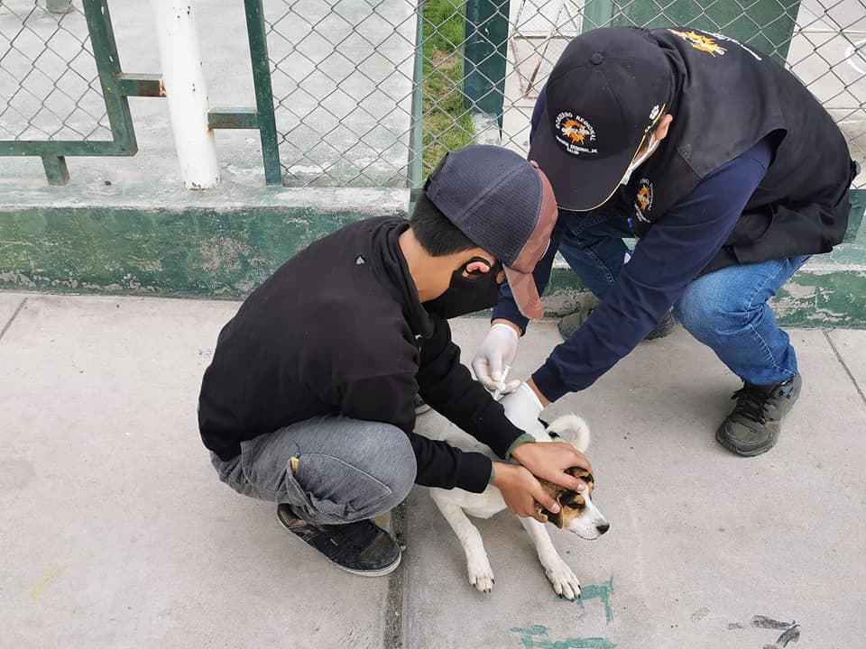 Vacunación contra la rabia canina en 3 distritos