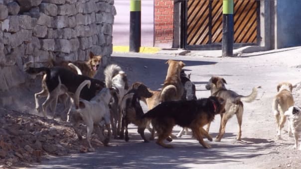 Cerro Colorado con más casos positivos de rabia canina