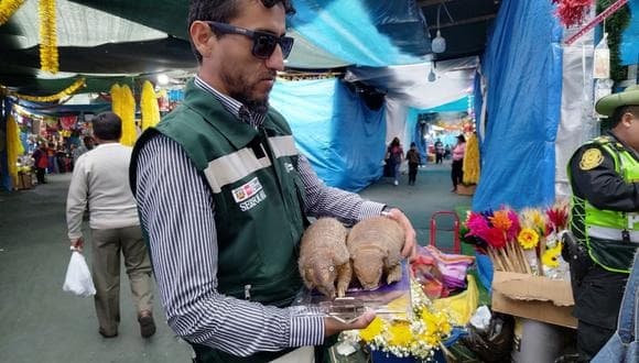 Encuentran dos quirquinchos disecados en Arequipa