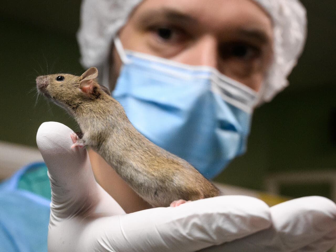 Descubren que las ratas tienen oído musical