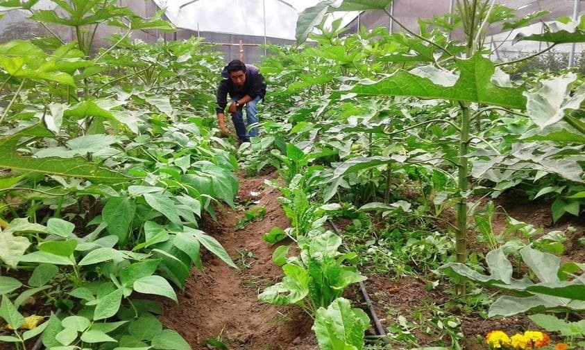 Vainita y hortalizas afectadas por las heladas sufrirían alza