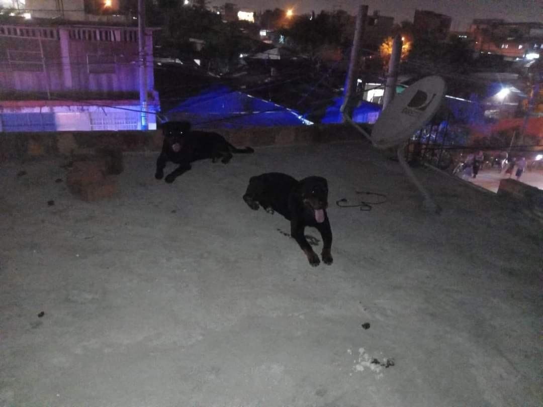 Niño de 7 años muere tras ser atacado por sus perros rottweiler