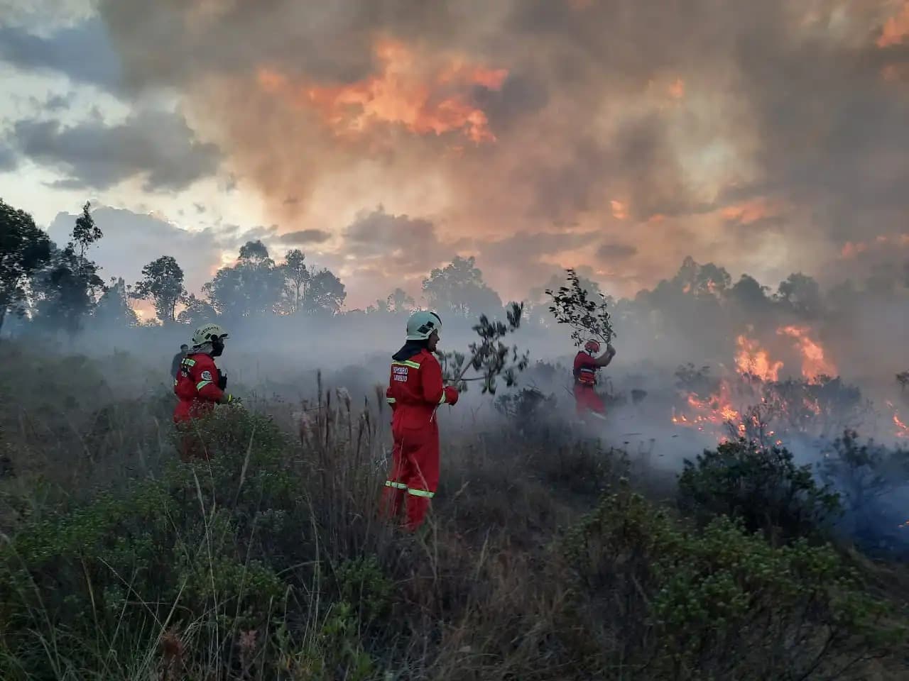 Incendios forestales dejan 14 fallecidos y 98 heridos