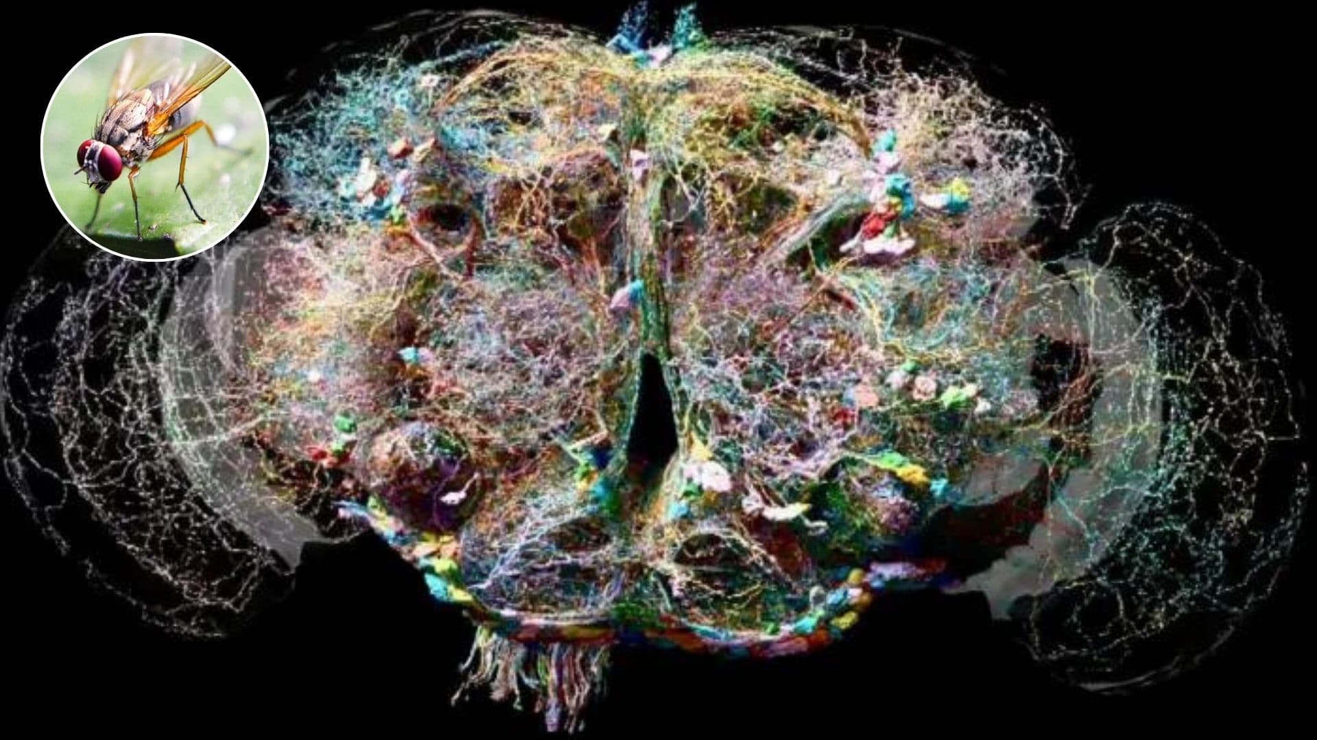 Científicos logran estudiar el cerebro de una mosca