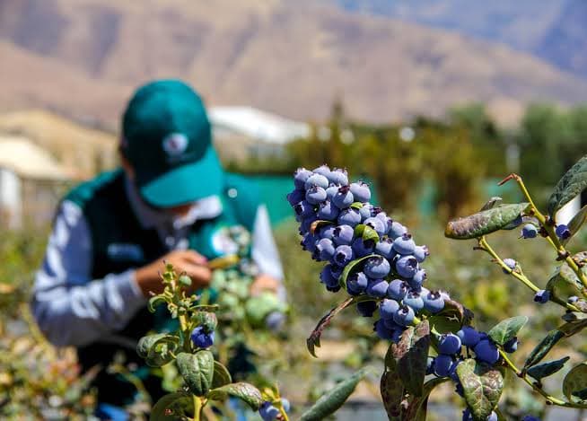 Exportación de arándanos crece 64.8 % y supera los US$ 620 millones