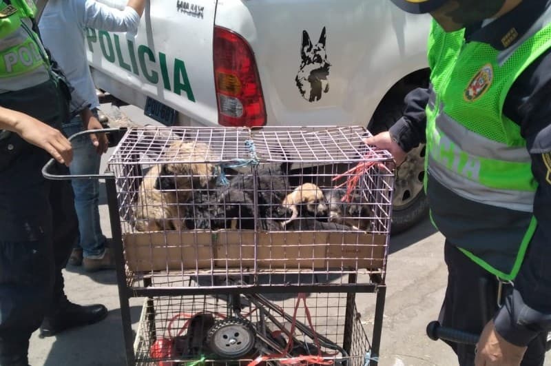 Rescatan a 12 animales en el Avelino Cáceres