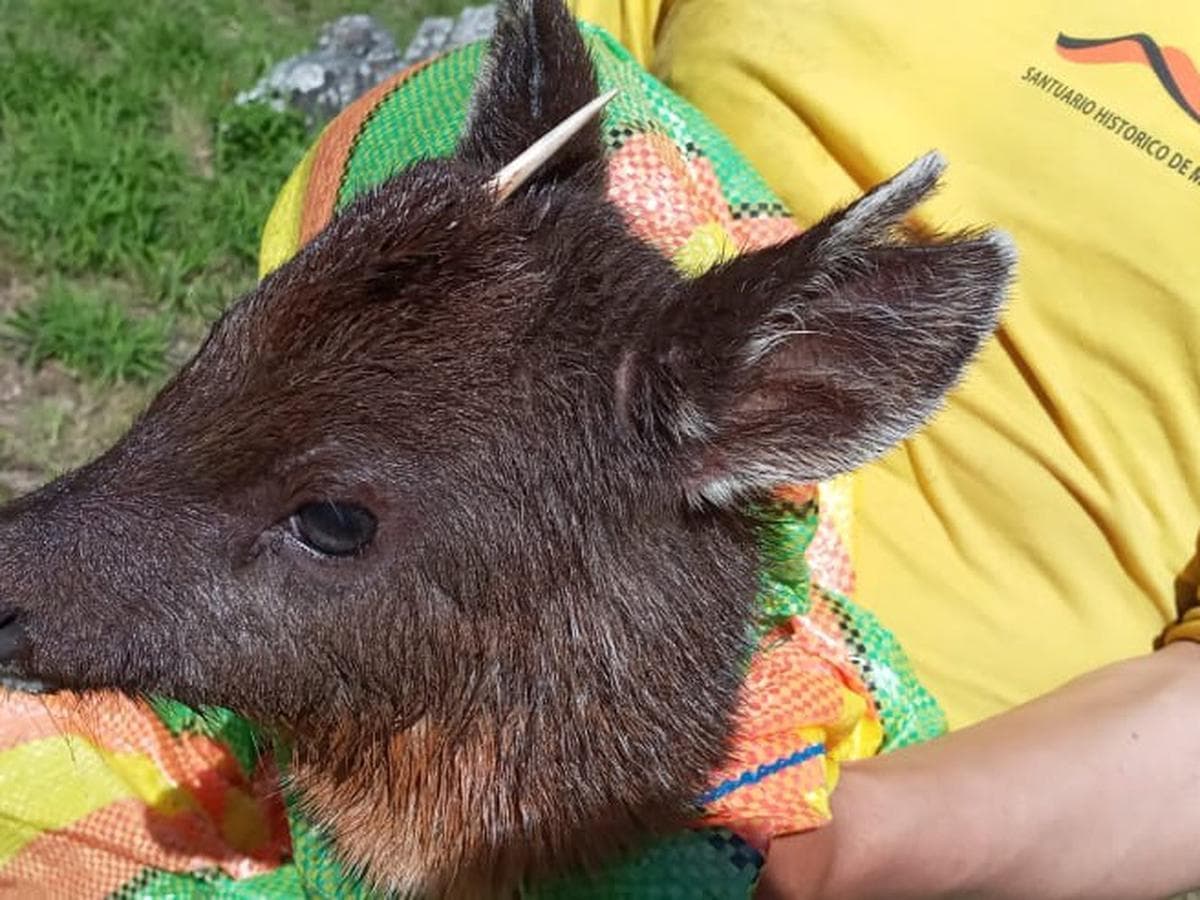 Sernanp rescató a un venado en las aguas del río Vilcanota