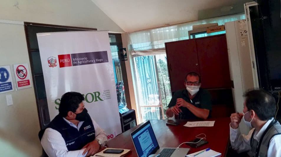 Protegerán árboles emblemáticos de Arequipa