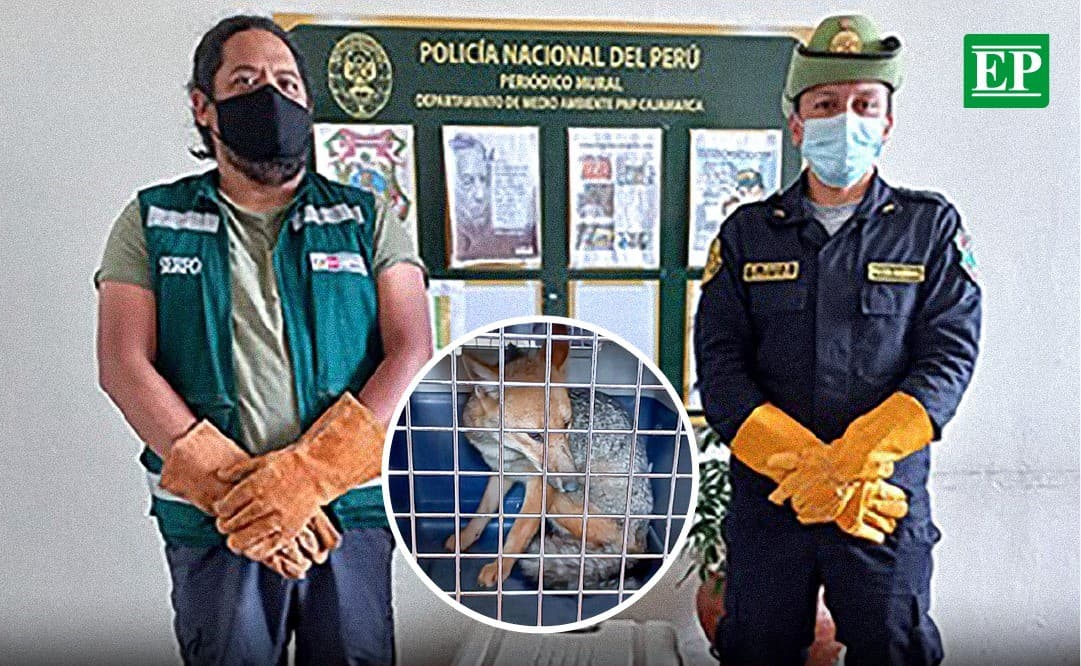 Zorro andino fue rescatado en Cajamarca