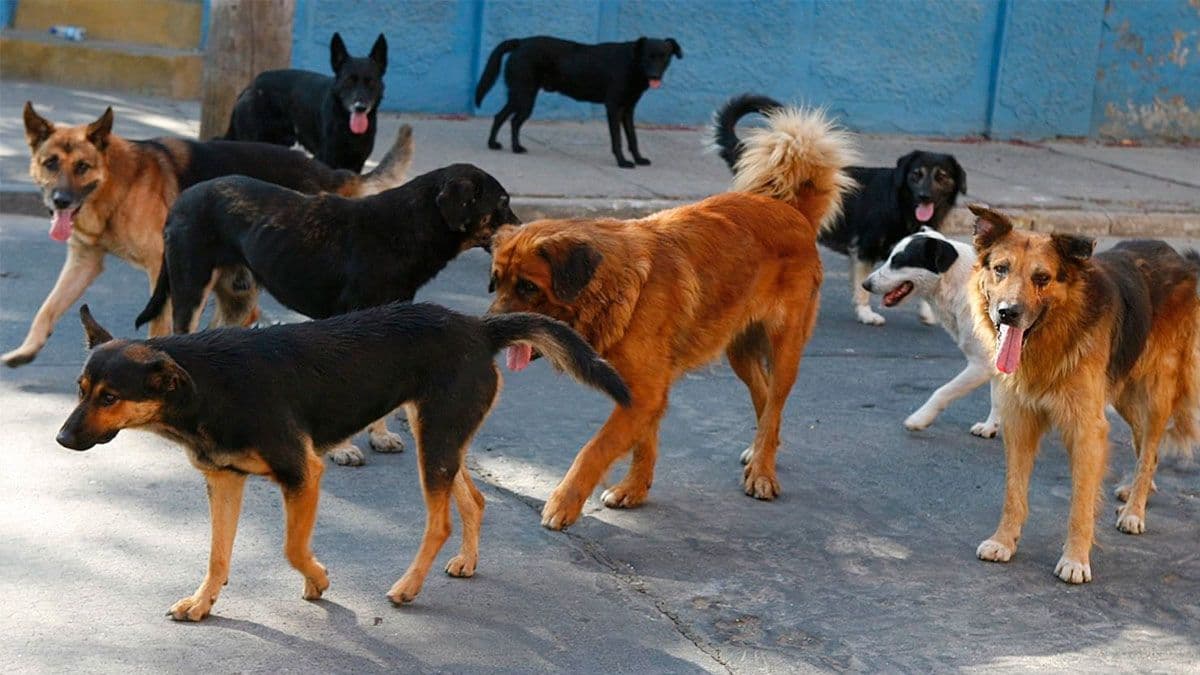 Salud confirma el primer caso de rabia canina del año en Arequipa