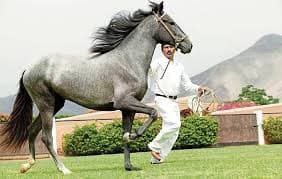 Anuncian concurso del caballo peruano de paso en Sabandía