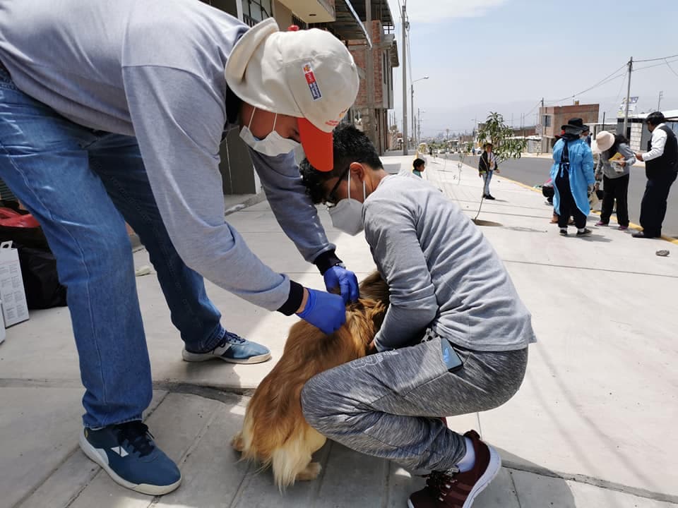 Detectan 18 casos de rabia en la región Arequipa