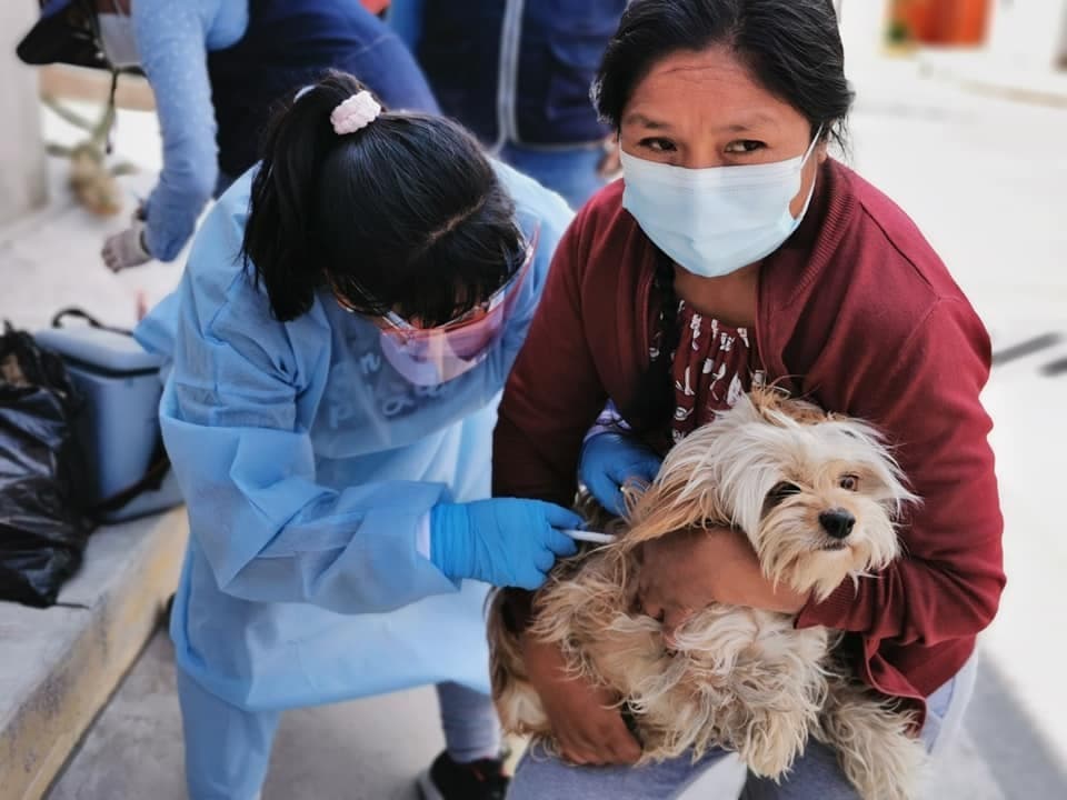 98 % de canes con propietario en Yura están vacunados