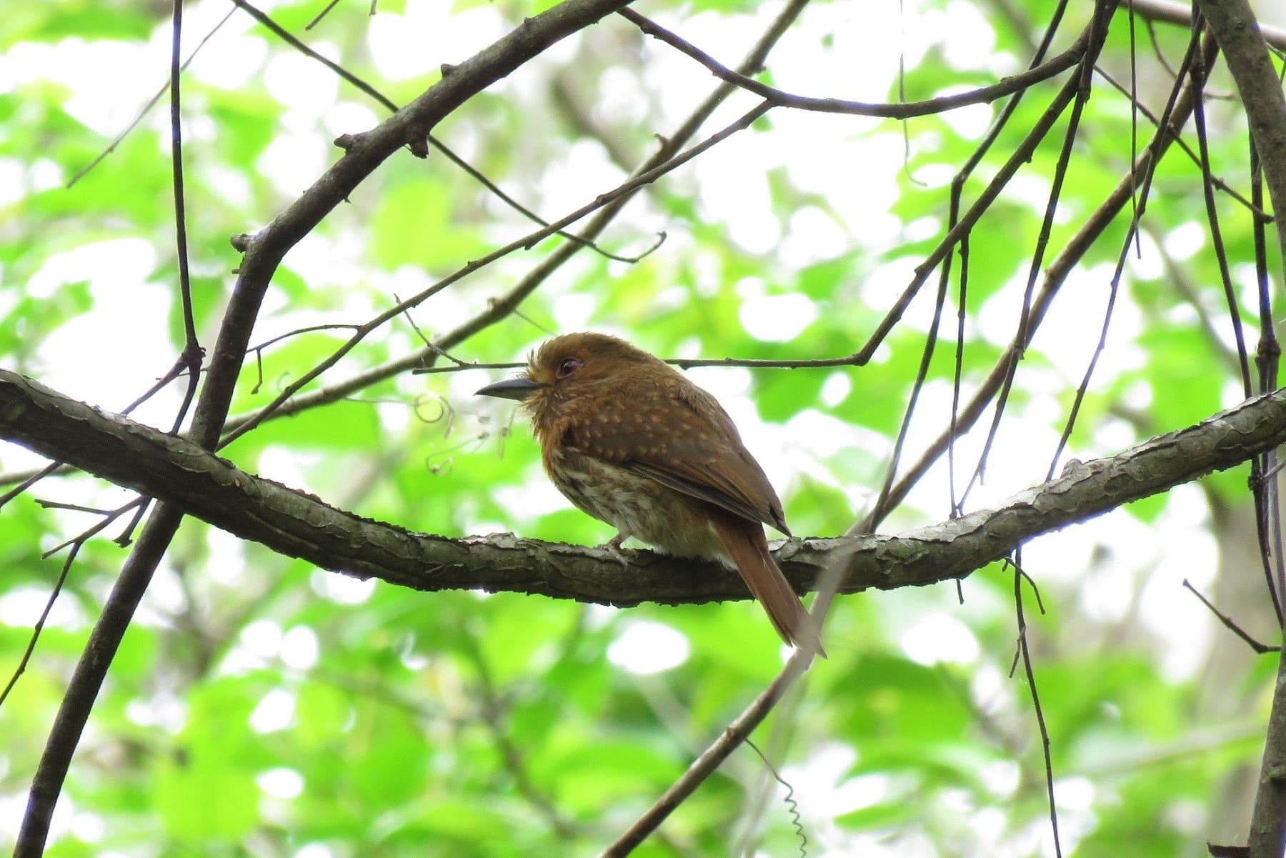Perú es segundo destino preferido para avistar aves