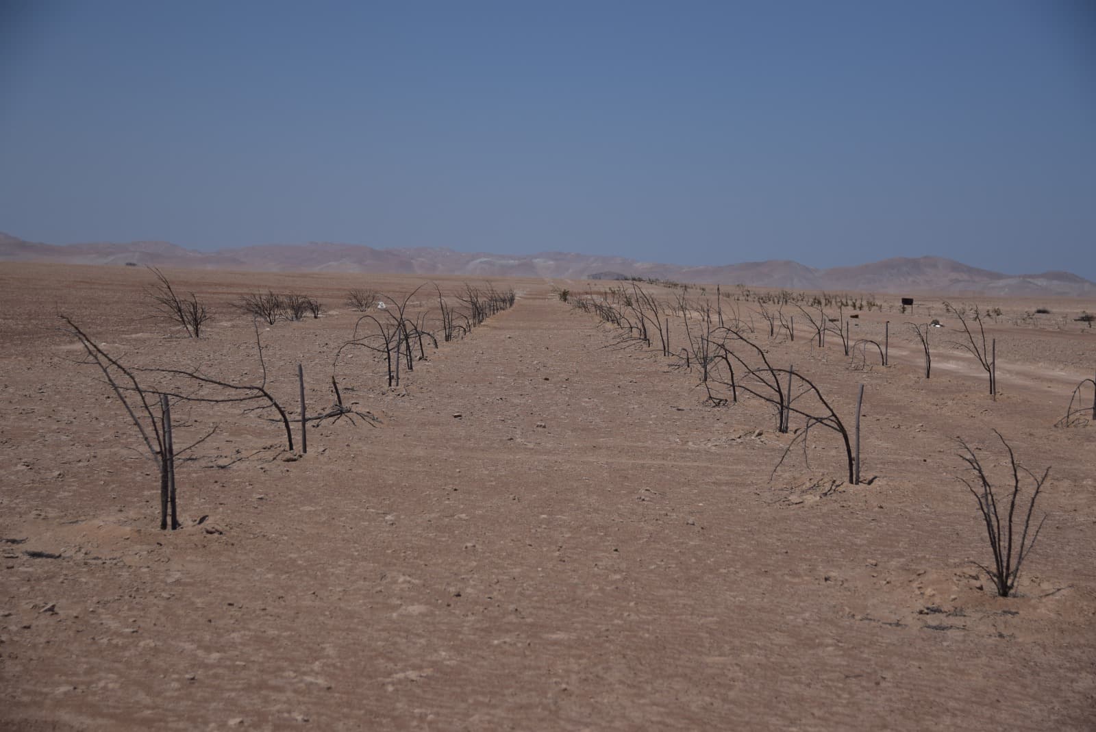 Rechazan demanda de agricultores contra GRA y Autodema por tierras