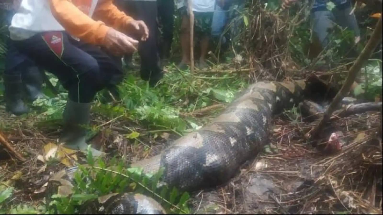 Serpiente pitón de 5 metros se traga a una mujer en Indonesia