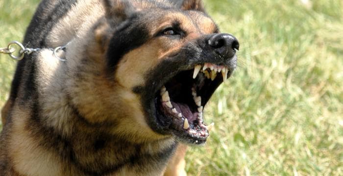 Geresa emite alerta epidemiológica por rabia canina