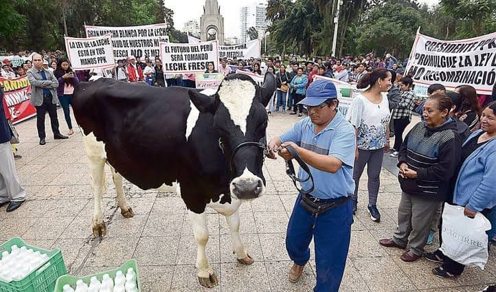 Industria láctea le da la espalda a productores peruanos
