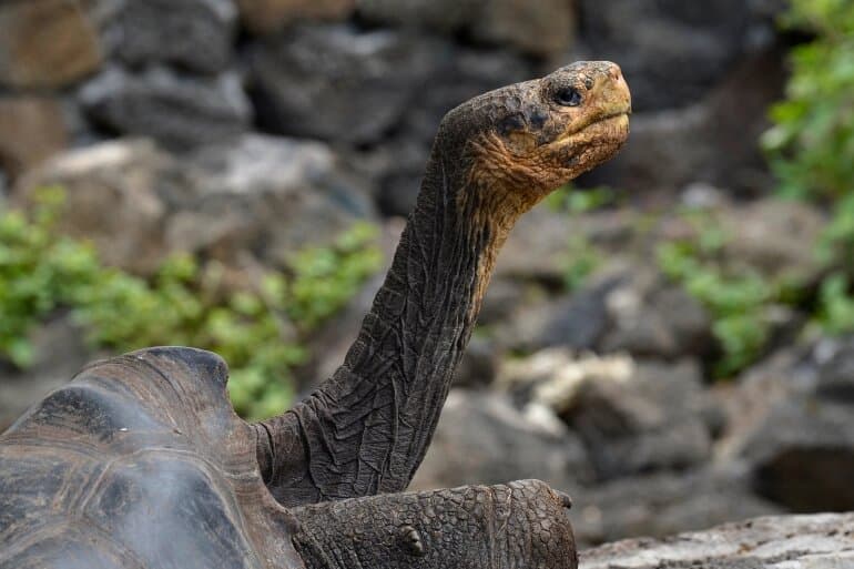 Ecuador: encuentran tortuga gigante en Galápagos que creían extinta hace un siglo