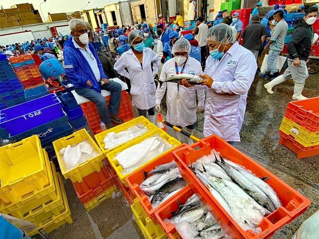 Sector hidrobiológico genera más de US$ 1,880 millones al Perú