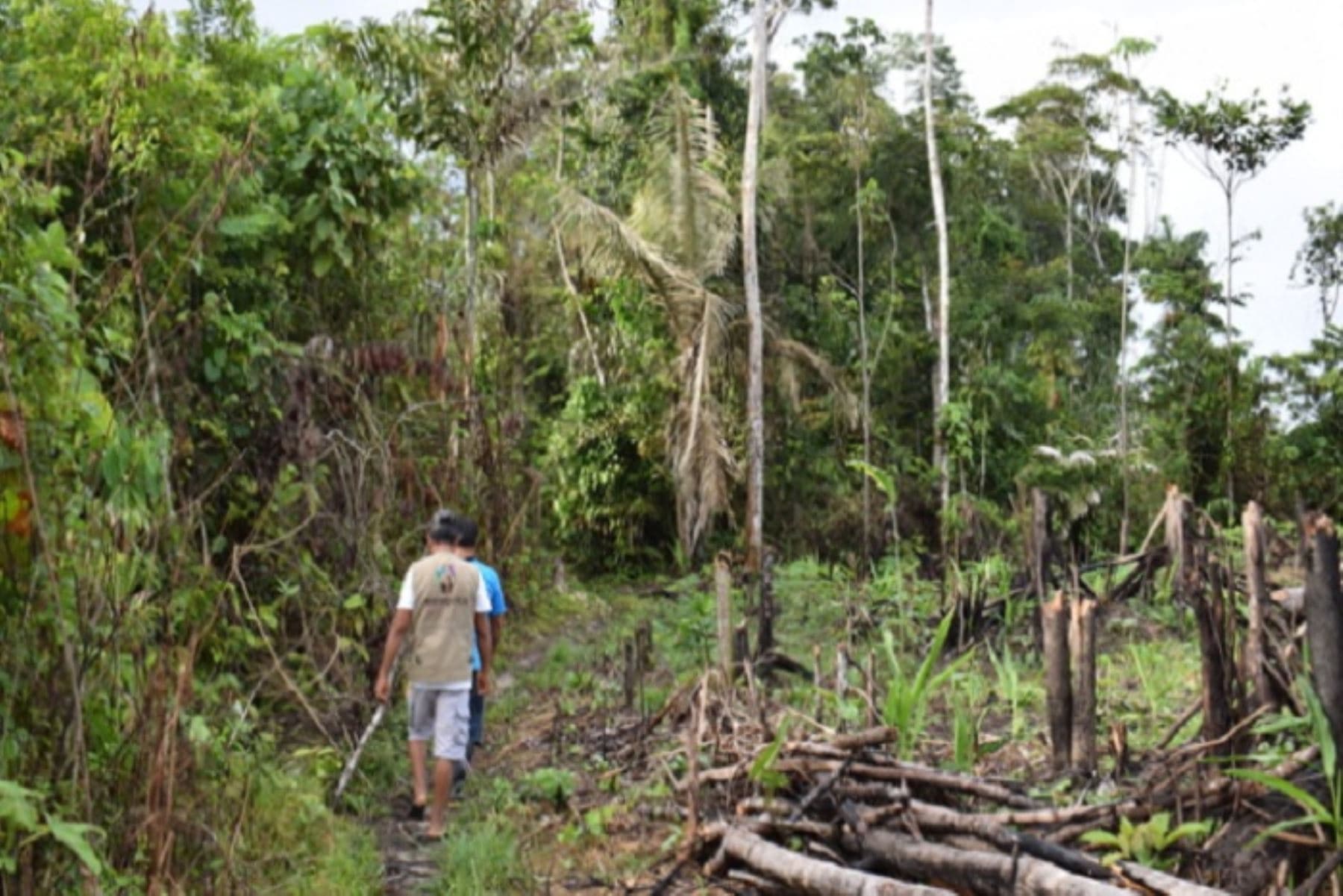 Implementarán propuesta técnica para enfrentar delitos ambientales en la Amazonía