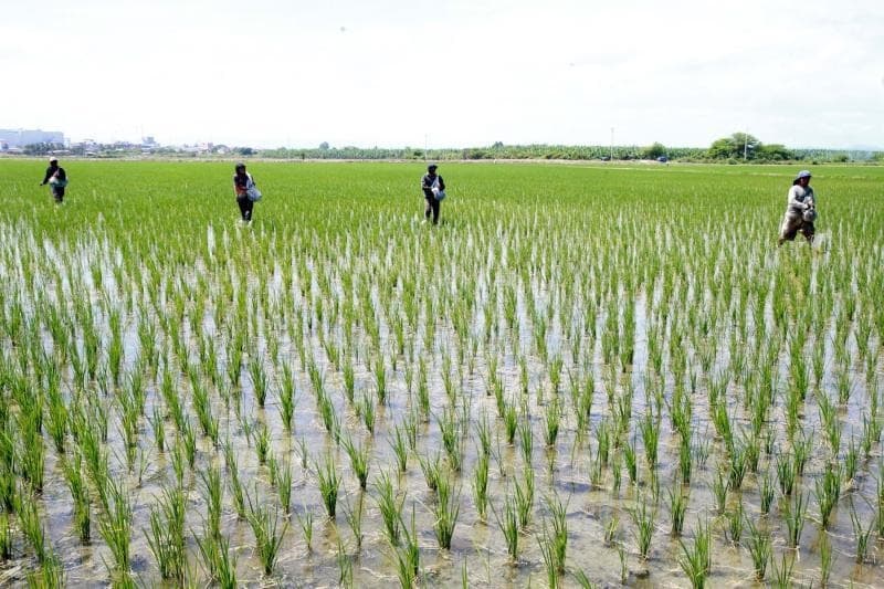 Valle de Majes cosechará unos 97.5 millones de kilos de arroz