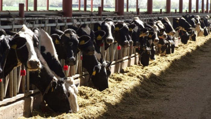 Piden a las empresas acatar ley de la leche