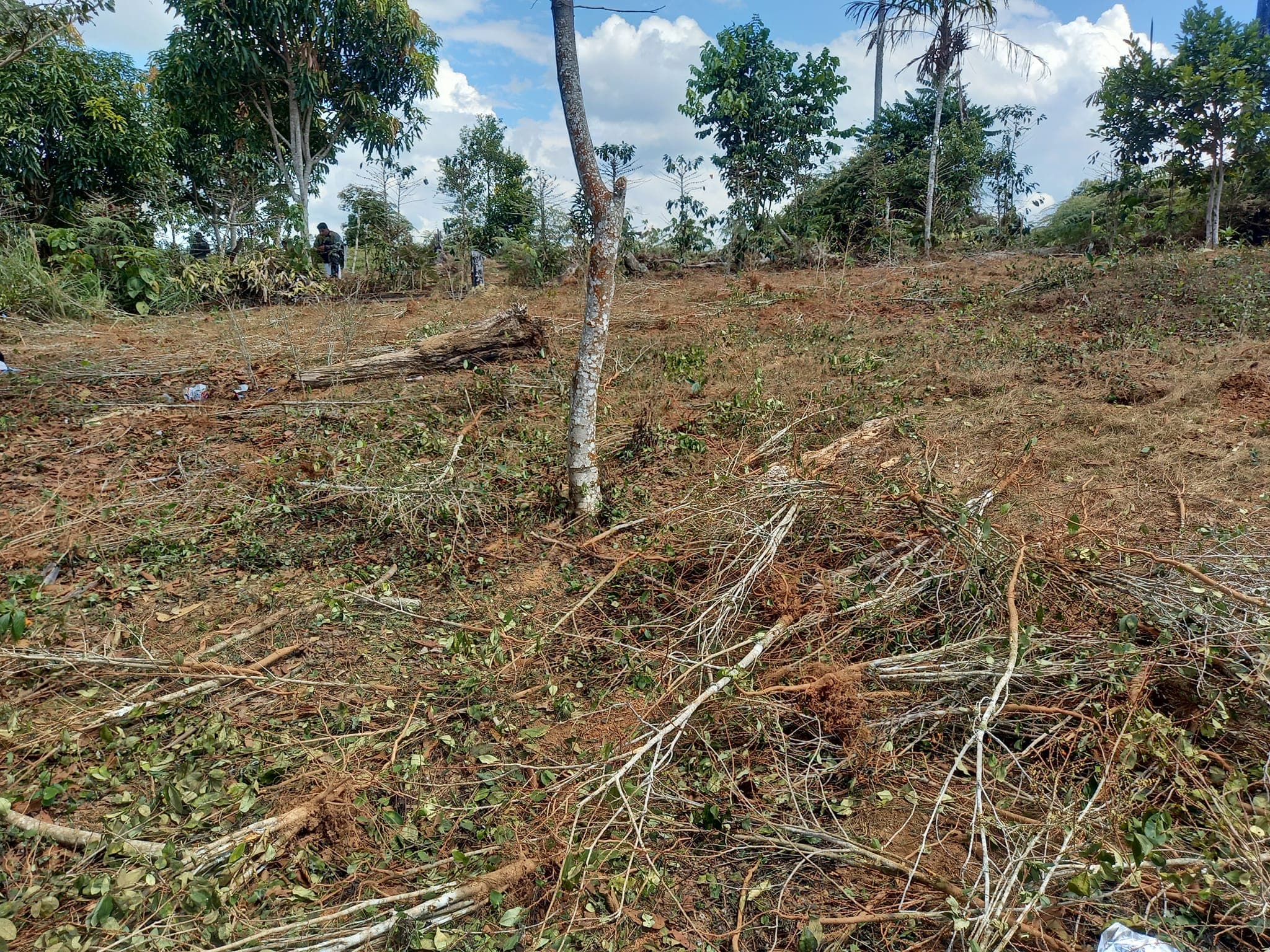 Erradican 29 hectáreas de hoja de coca en Mazamari