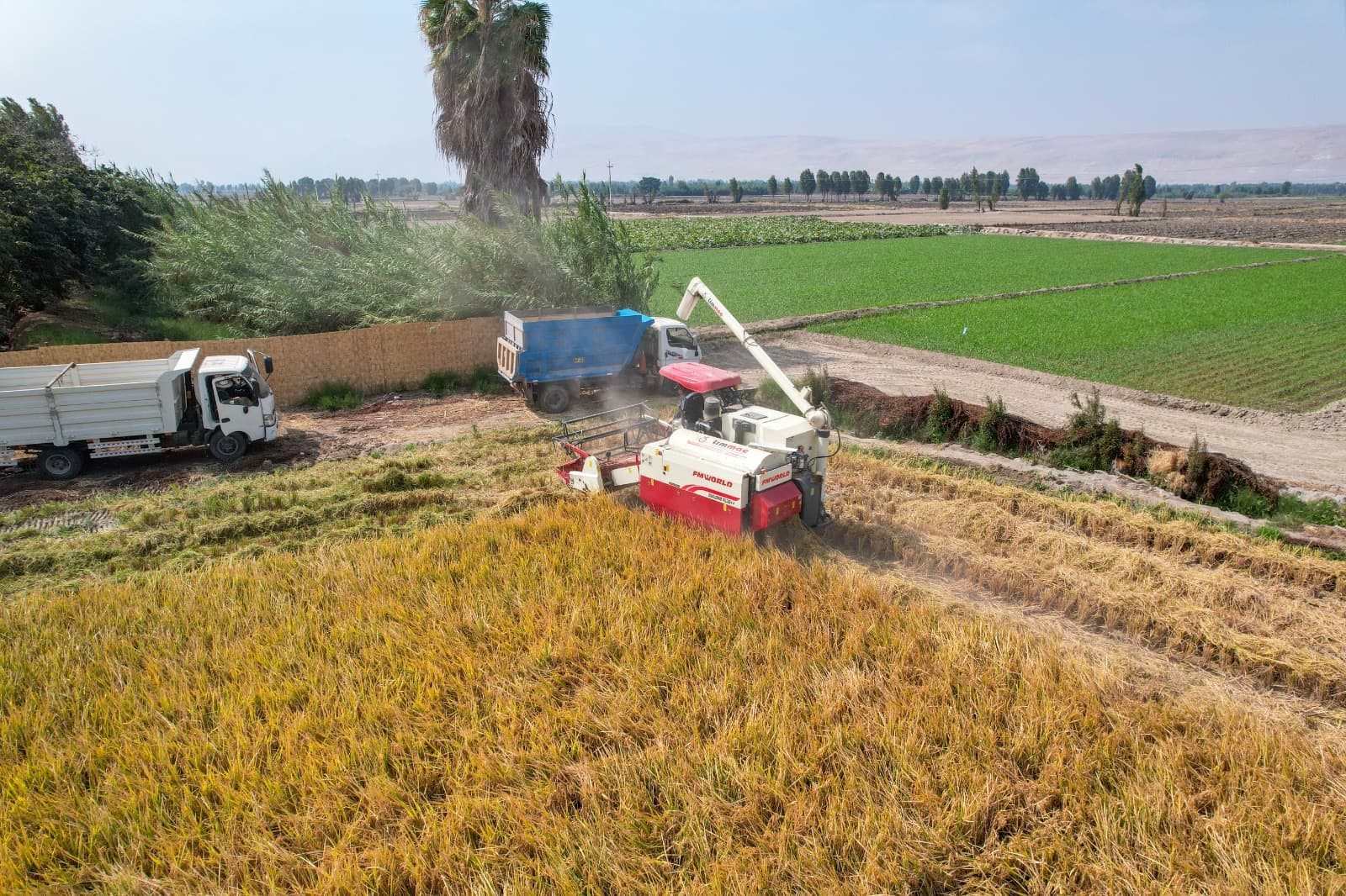 Cosecha mecanizada de arroz beneficia a agricultores de Islay