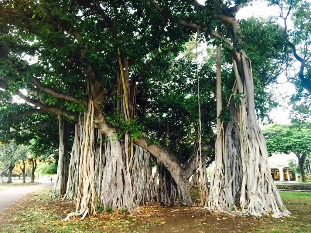 Día del árbol y solidaridad humana