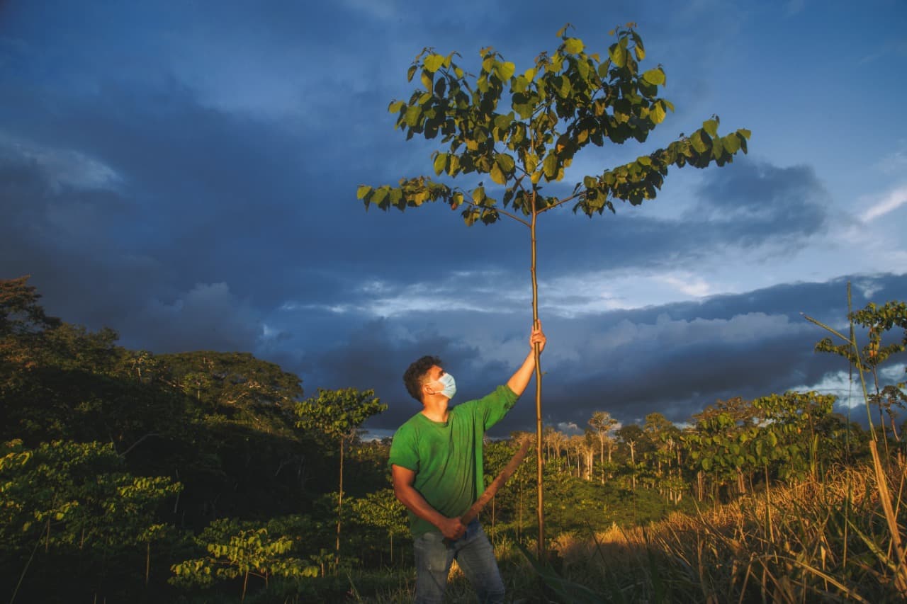 Plantaciones forestales son más de 88 mil hectáreas