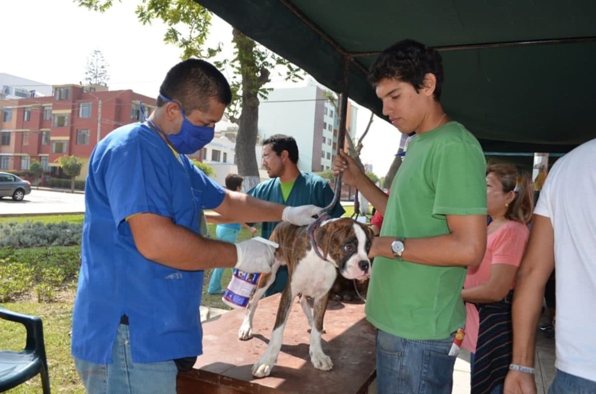 Esta municipalidad realizará campaña gratuita con consultas y desparasitación para perros y gatos