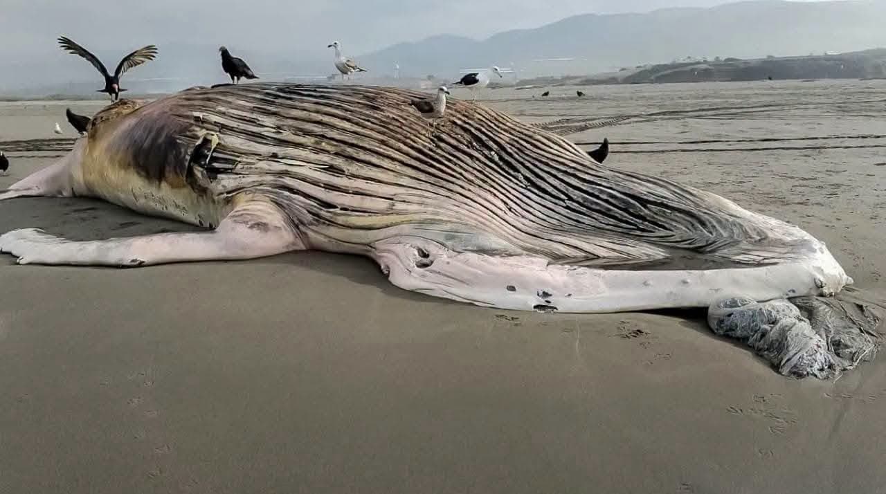 Hallan ballena jorobada muerta de 14 metros en playa de Mejía