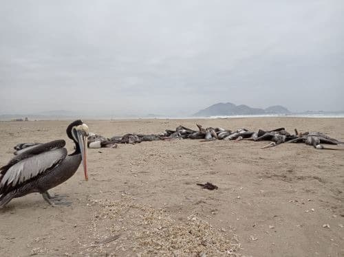 Gripe aviar causó la muerte de los pelícanos en Arequipa