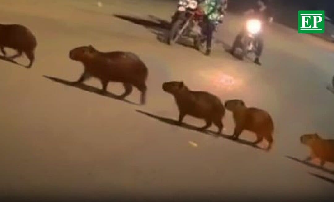 Captan a familia de capibaras huyendo de incendios forestales