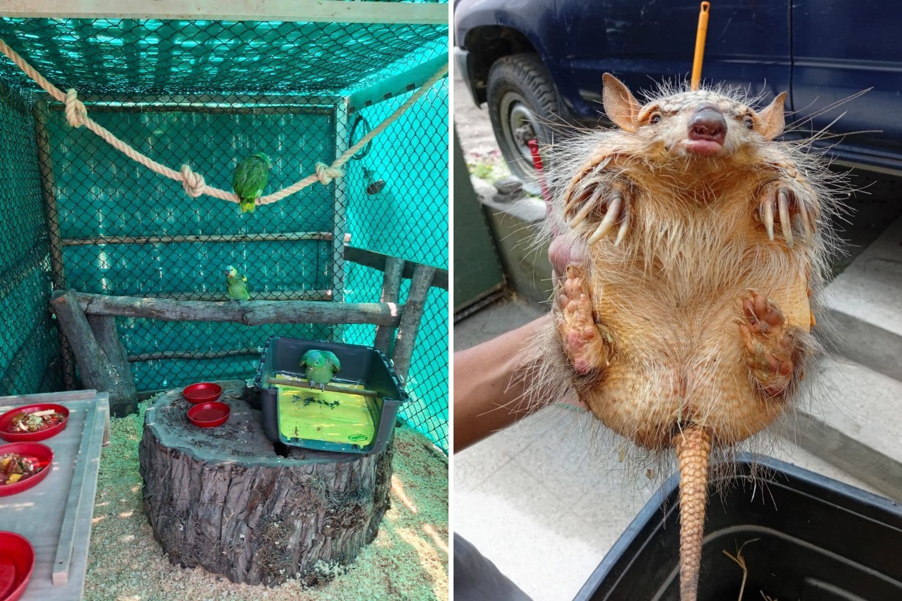 Rescatan animales silvestres del tráfico ilegal en Arequipa